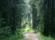 Forest Finland